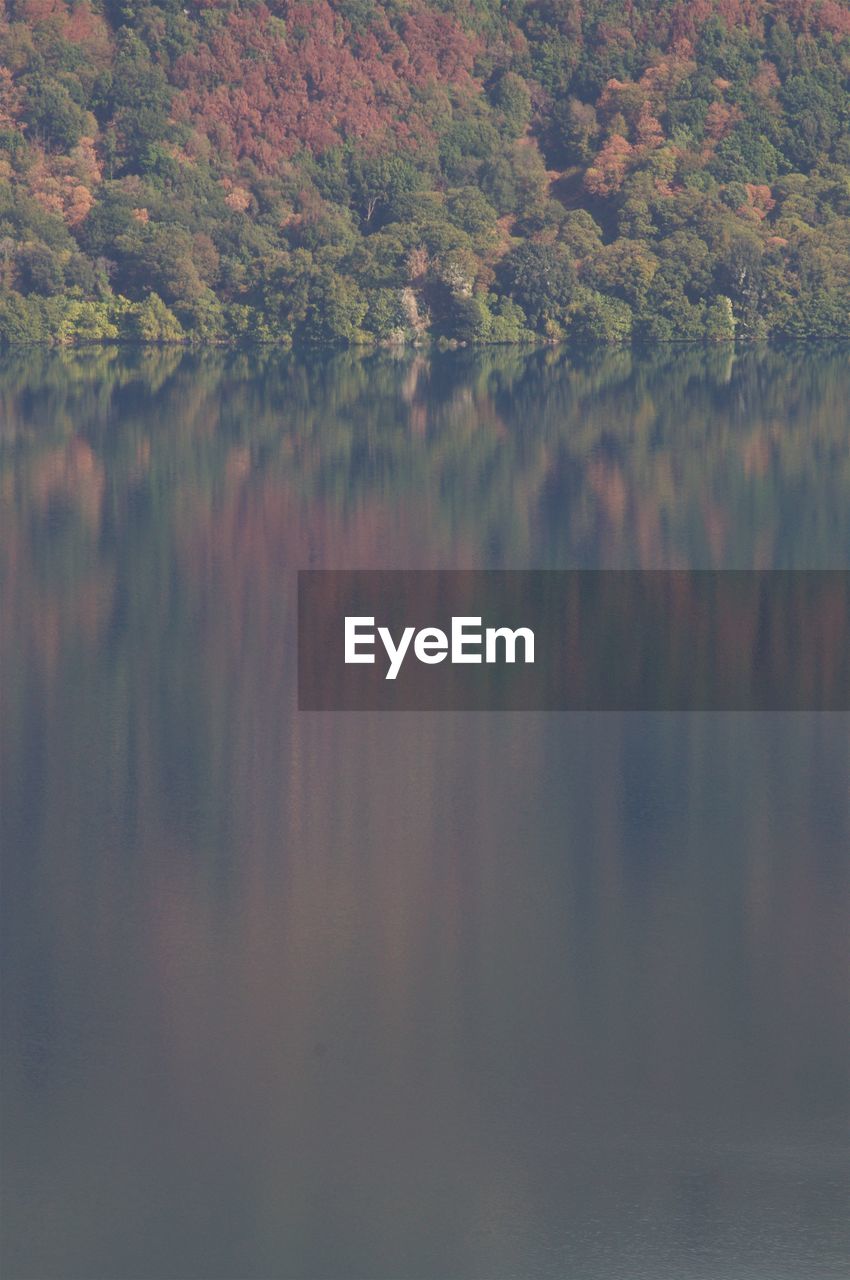 SCENIC VIEW OF LAKE AMIDST TREES