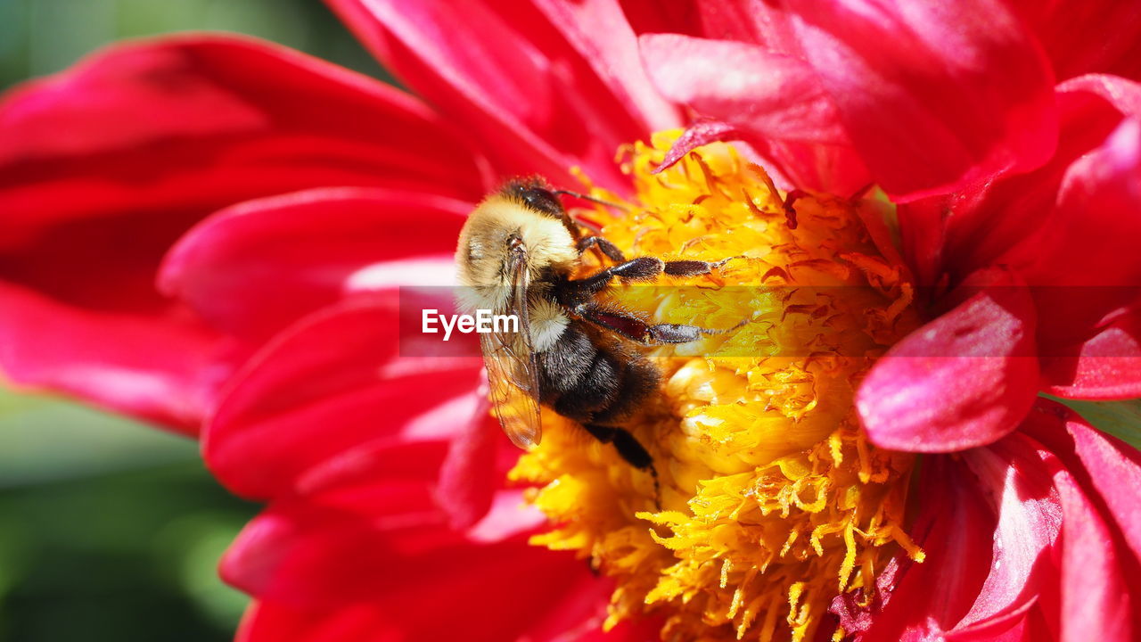 flower, flowering plant, beauty in nature, petal, animal themes, animal, plant, freshness, fragility, animal wildlife, insect, flower head, close-up, bee, wildlife, one animal, pollination, nature, macro photography, pollen, honey bee, growth, inflorescence, red, yellow, no people, focus on foreground, outdoors, symbiotic relationship, macro, day
