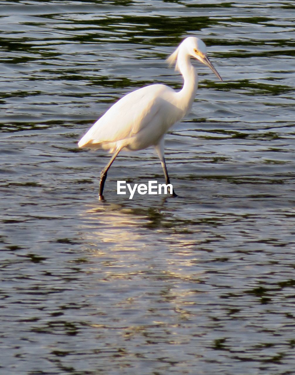 VIEW OF BIRD IN LAKE