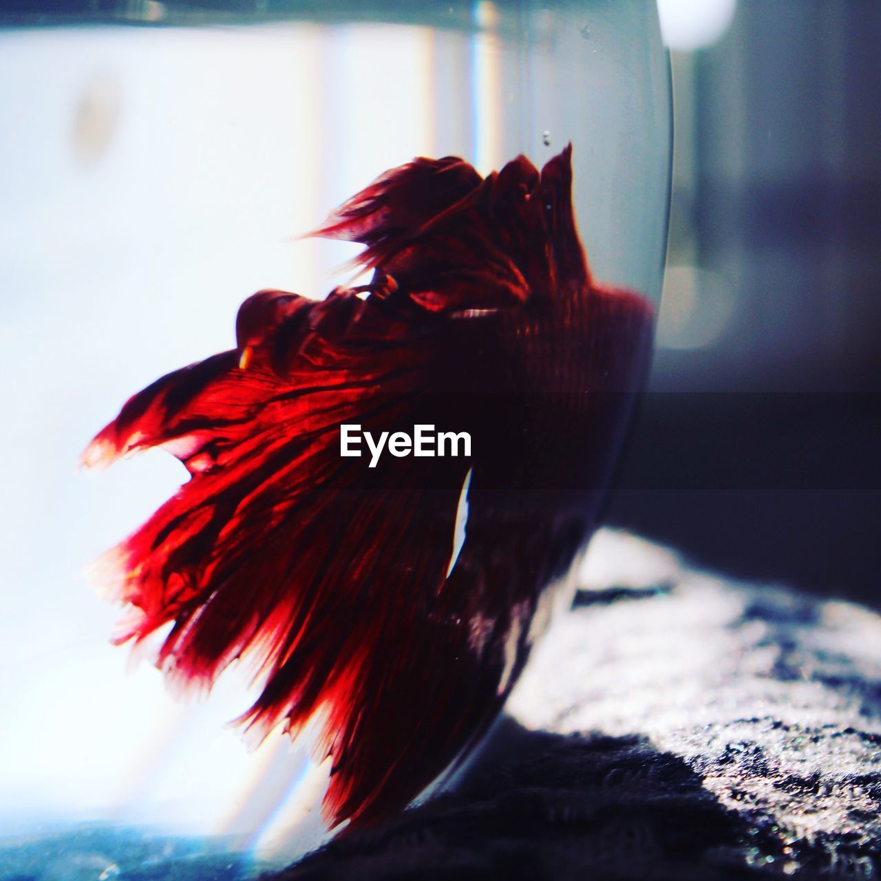 Close-up of red fish in bowl at home