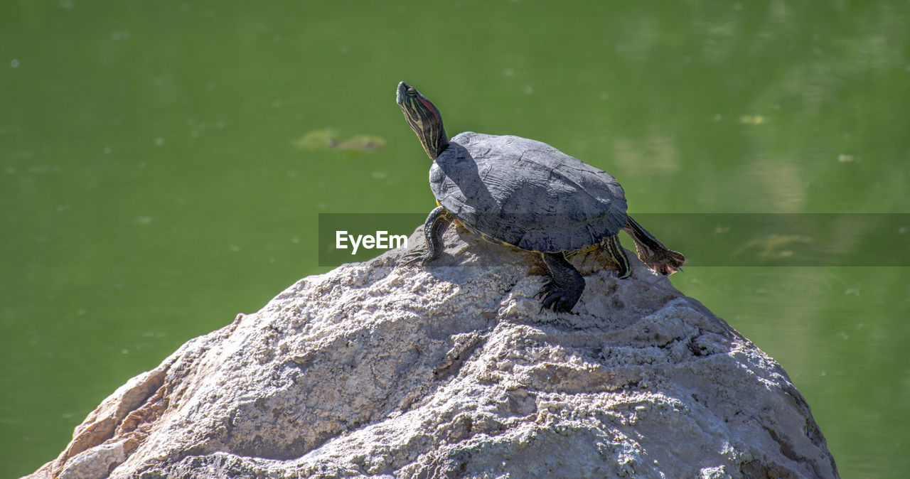 Turtle perching on rock by lake