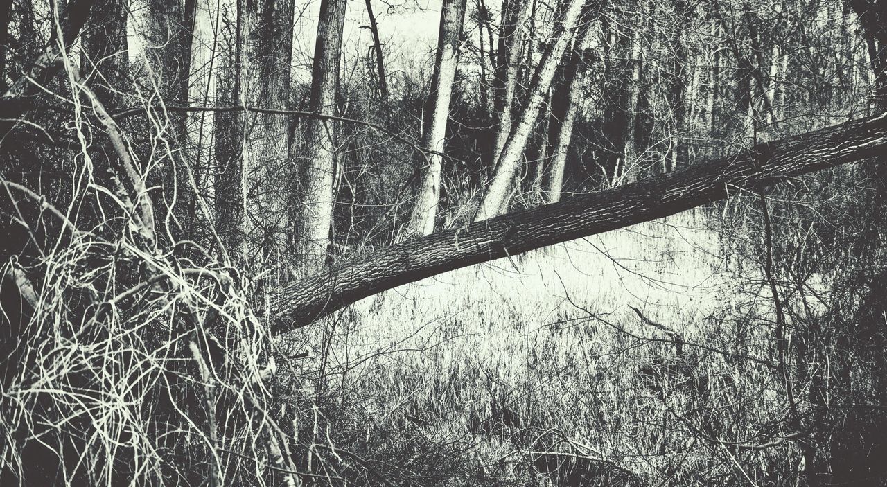 Fallen branch with tree trunks in forest