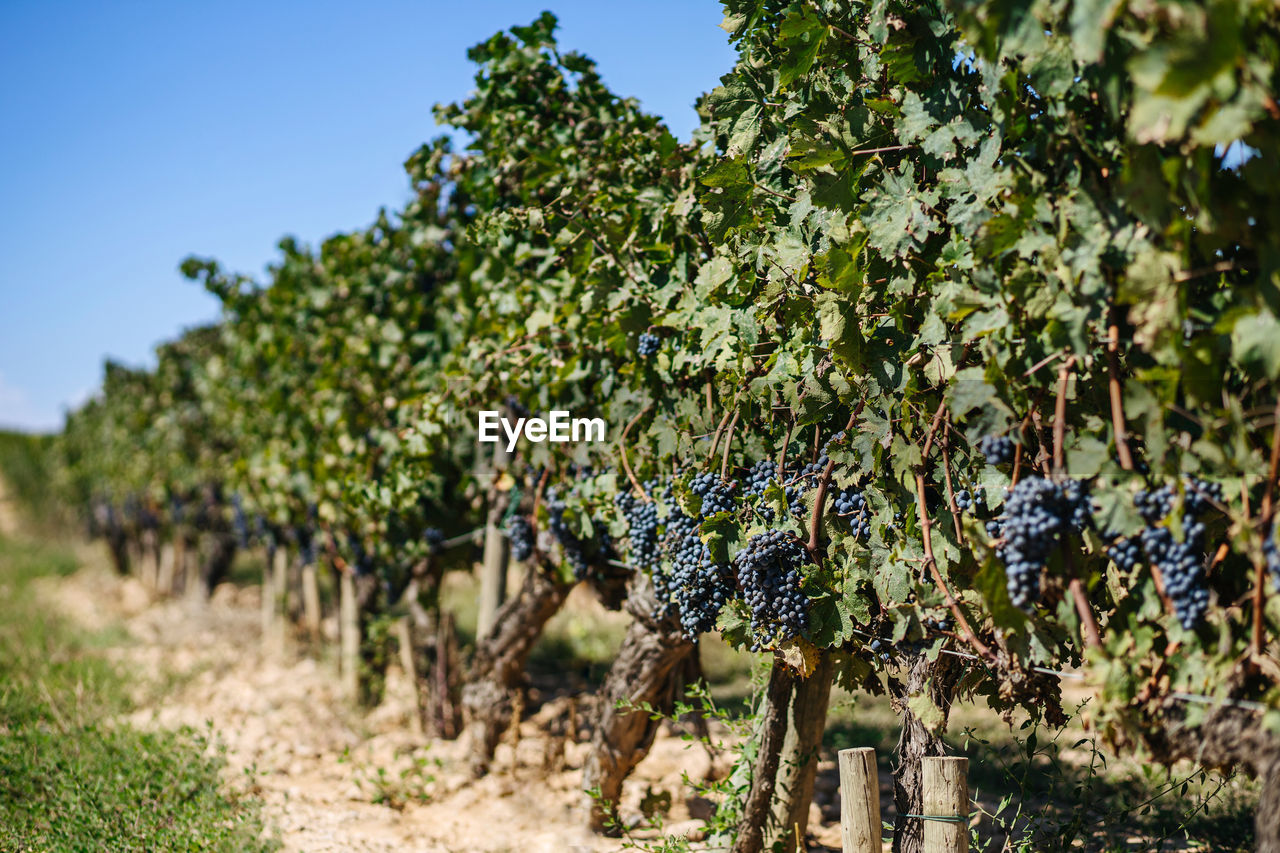 Cultivation of bright greenery vineyards near narrow pathway and trees under colorful sky in countryside