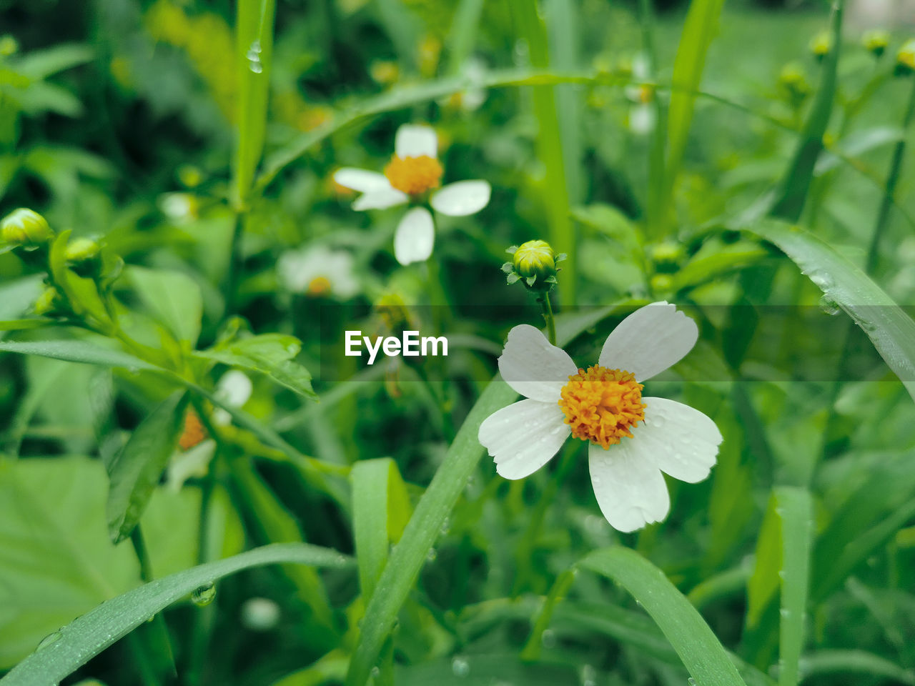 Close-up of white flowering plant