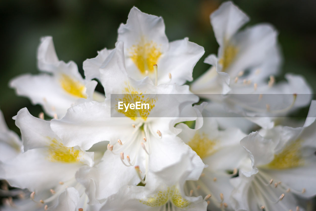 CLOSE-UP OF WHITE FLOWER