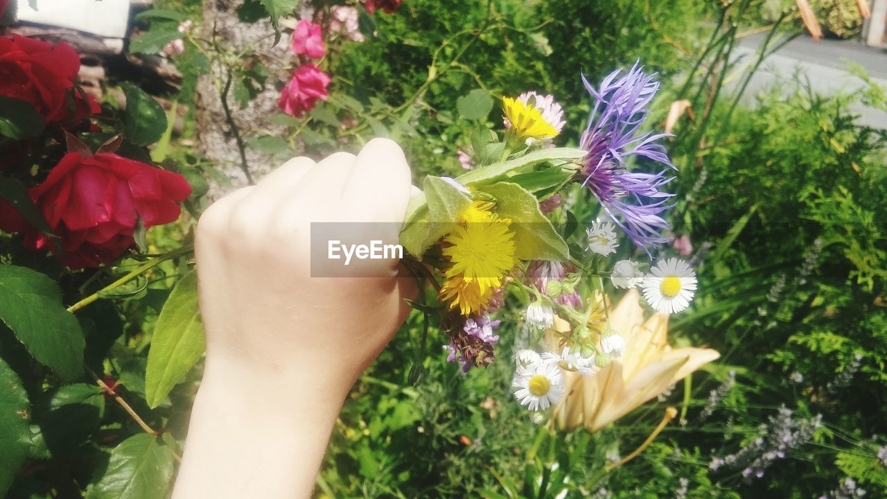 CLOSE-UP OF HAND HOLDING FLOWER