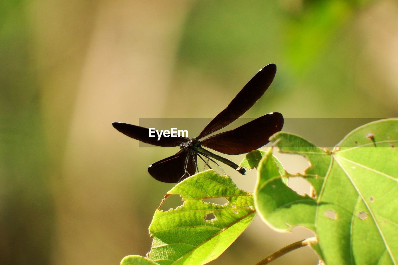 BUTTERFLY ON PLANT