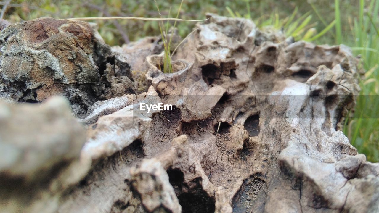 Close-up of weathered tree stump