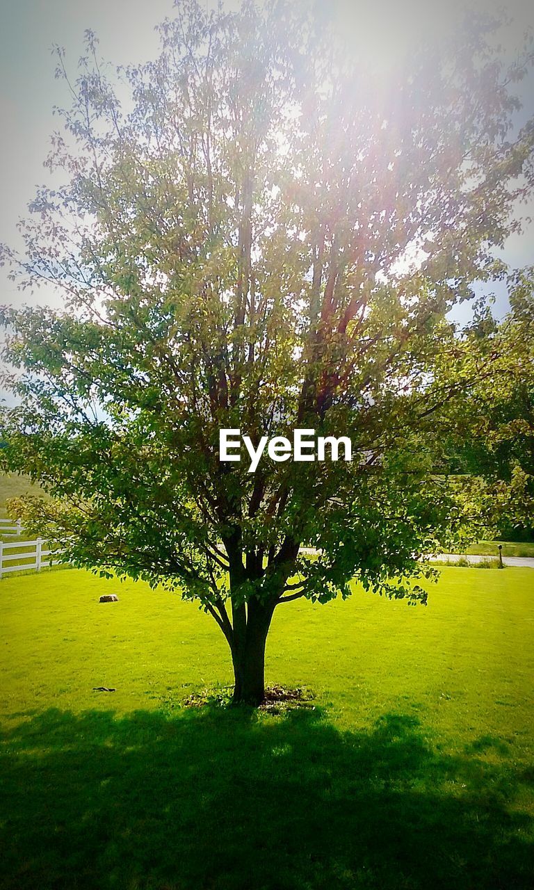 TREES ON GRASSY FIELD IN PARK