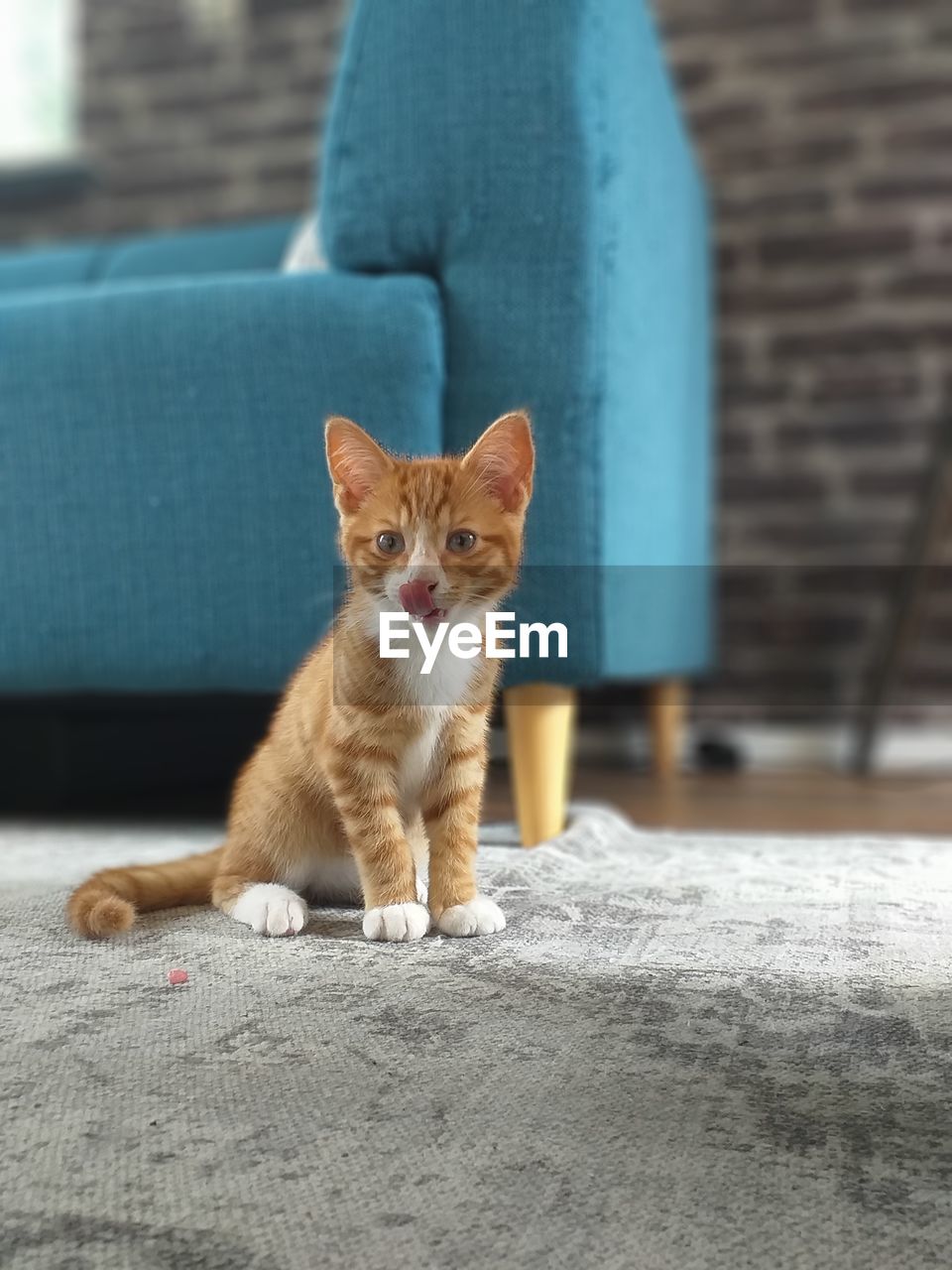 Portrait of cat sitting on floor