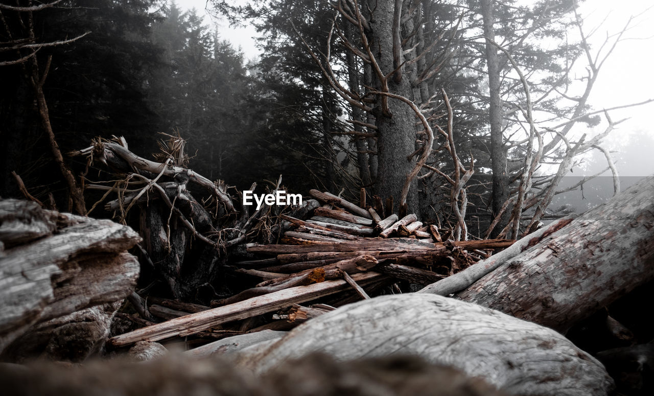 FALLEN TREE TRUNK IN FOREST