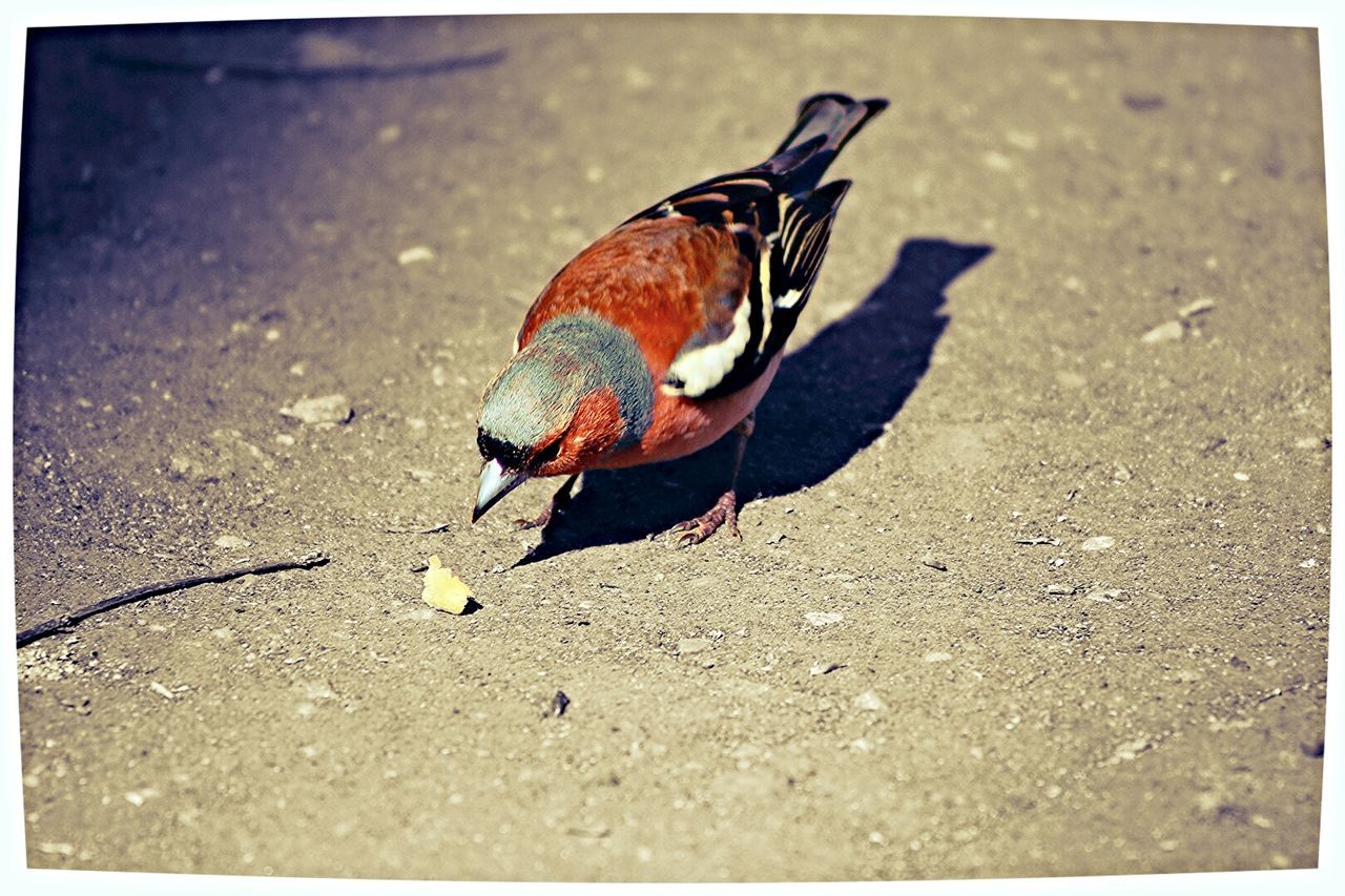 High angle view of bird on street