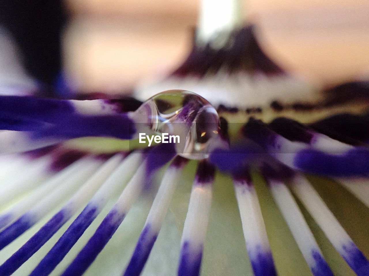 CLOSE-UP OF FLOWER BLOOMING OUTDOORS