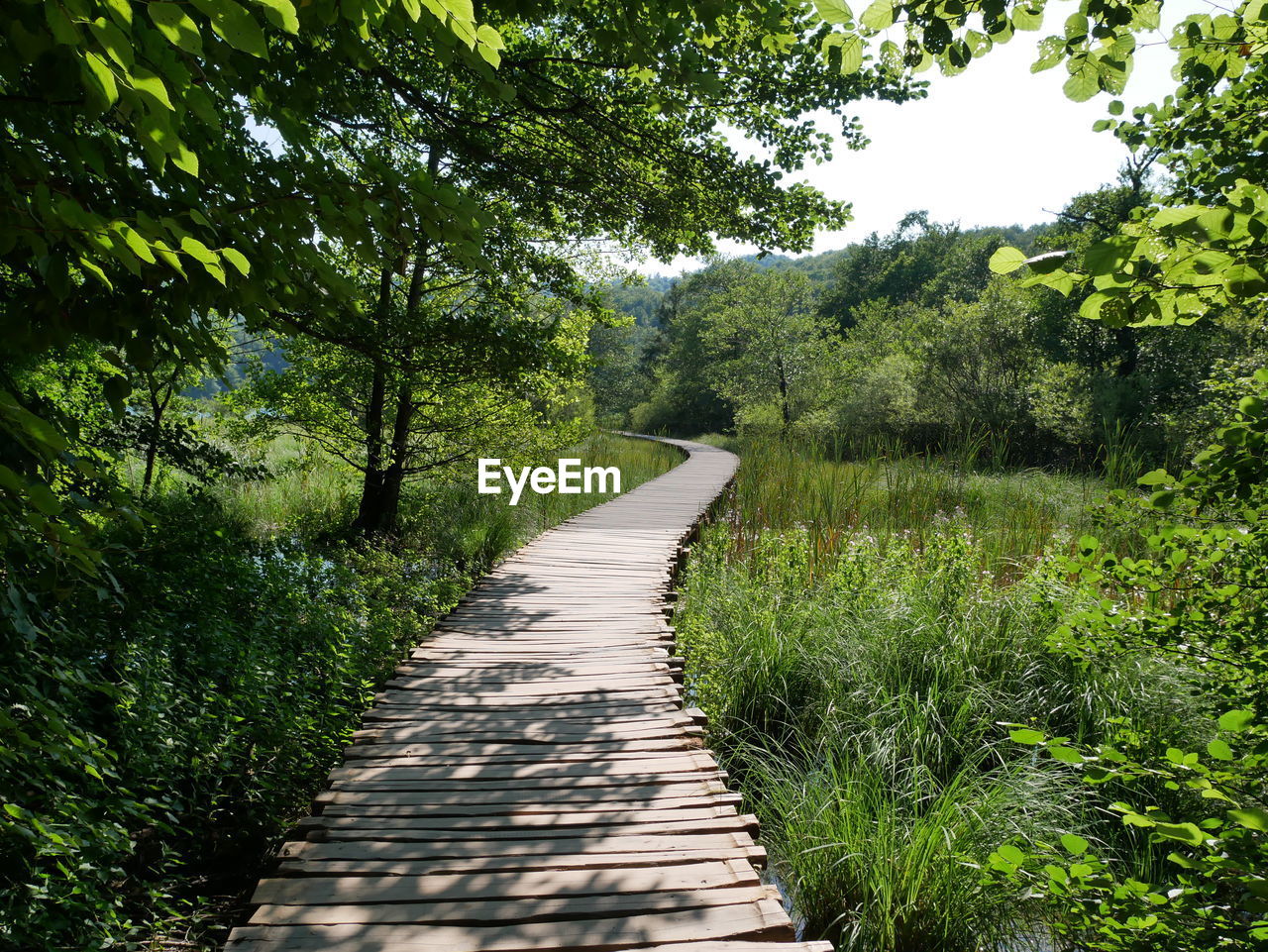 Footpath amidst trees in forest