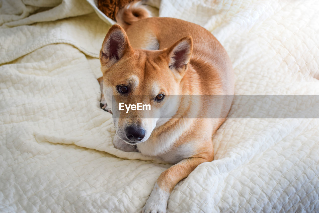 Close-up portrait of dog on bed