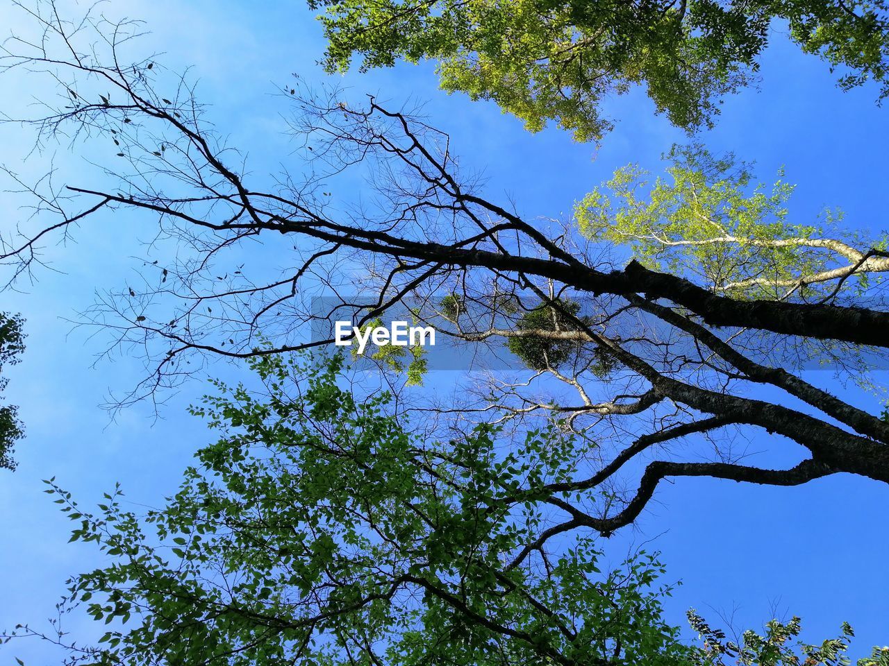 LOW ANGLE VIEW OF TREE BRANCHES AGAINST BLUE SKY
