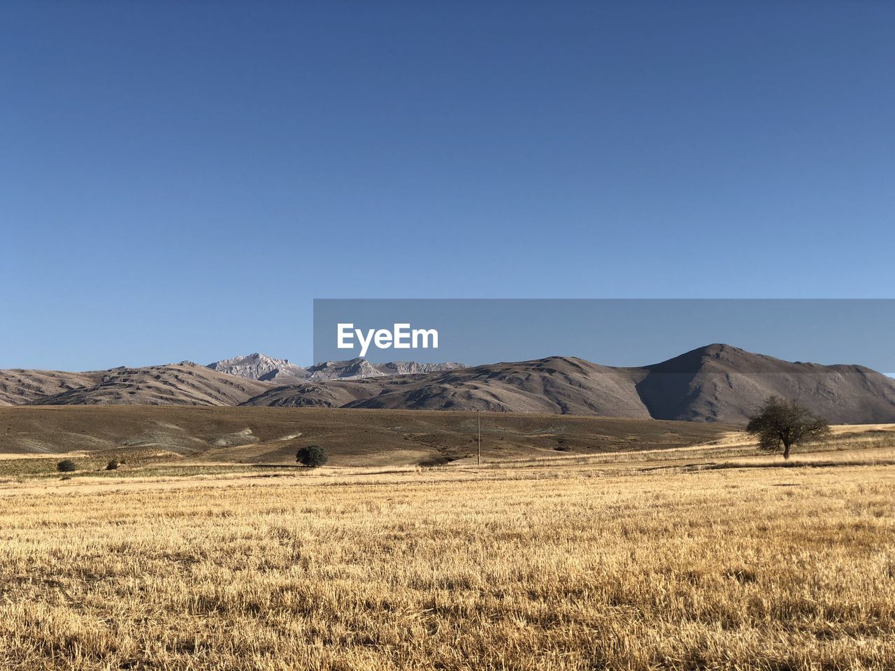 Scenic view of field against clear blue sky