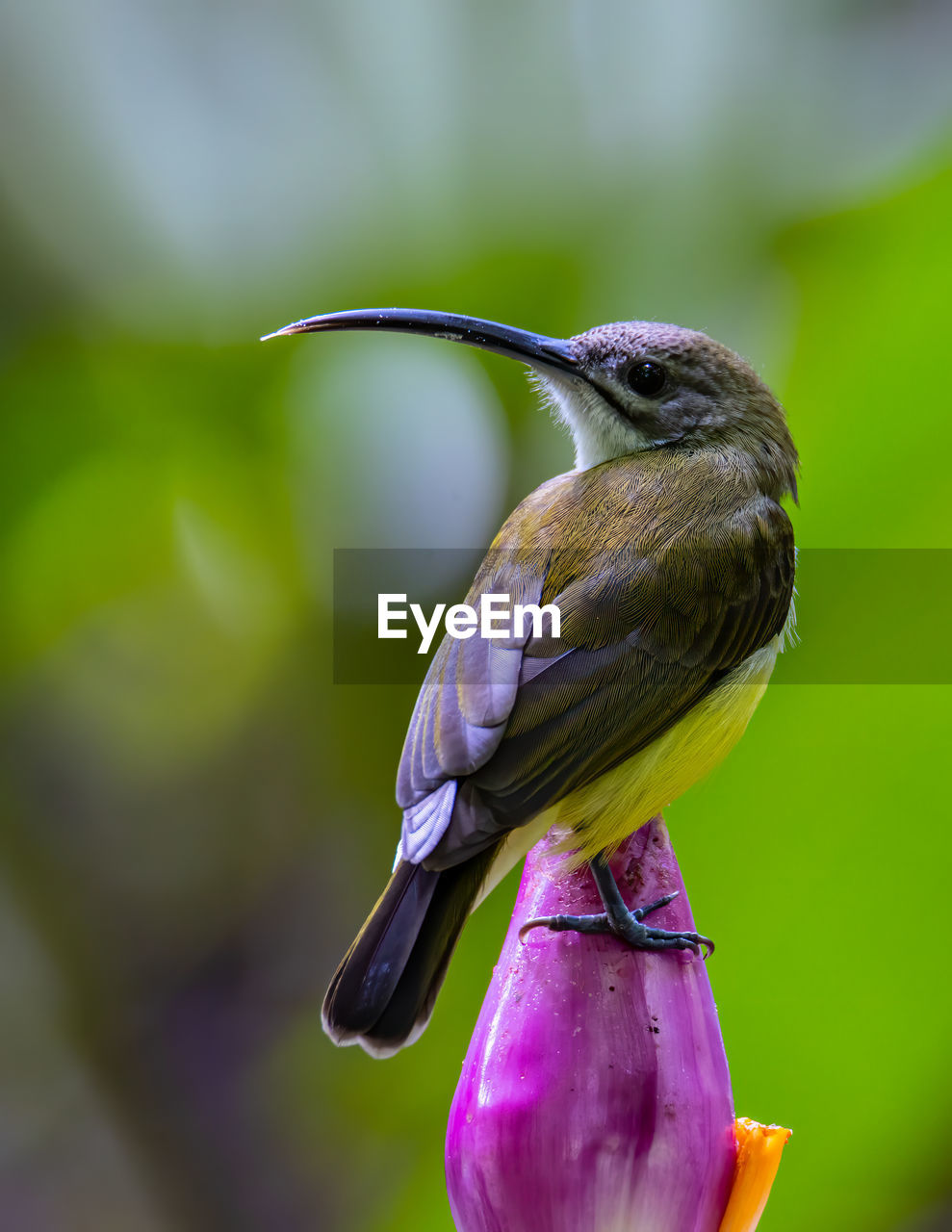 CLOSE-UP OF BIRD PERCHING