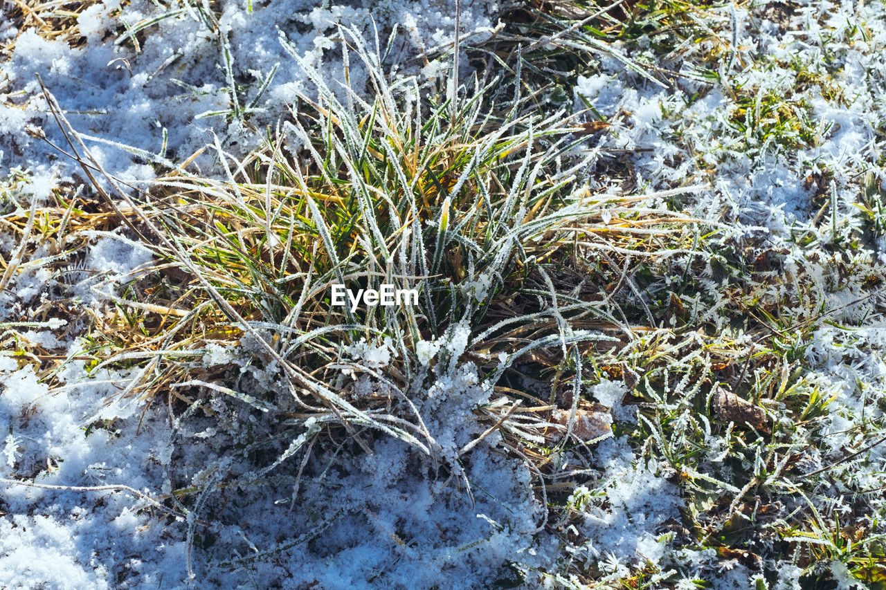 HIGH ANGLE VIEW OF GRASS ON FIELD DURING WINTER