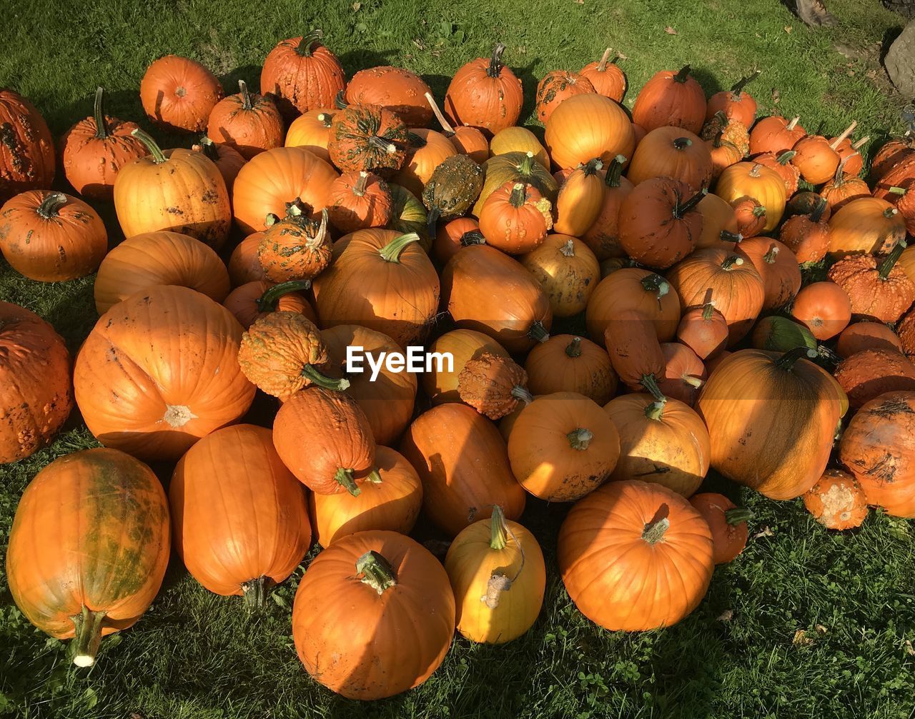 Fall pumpkins 