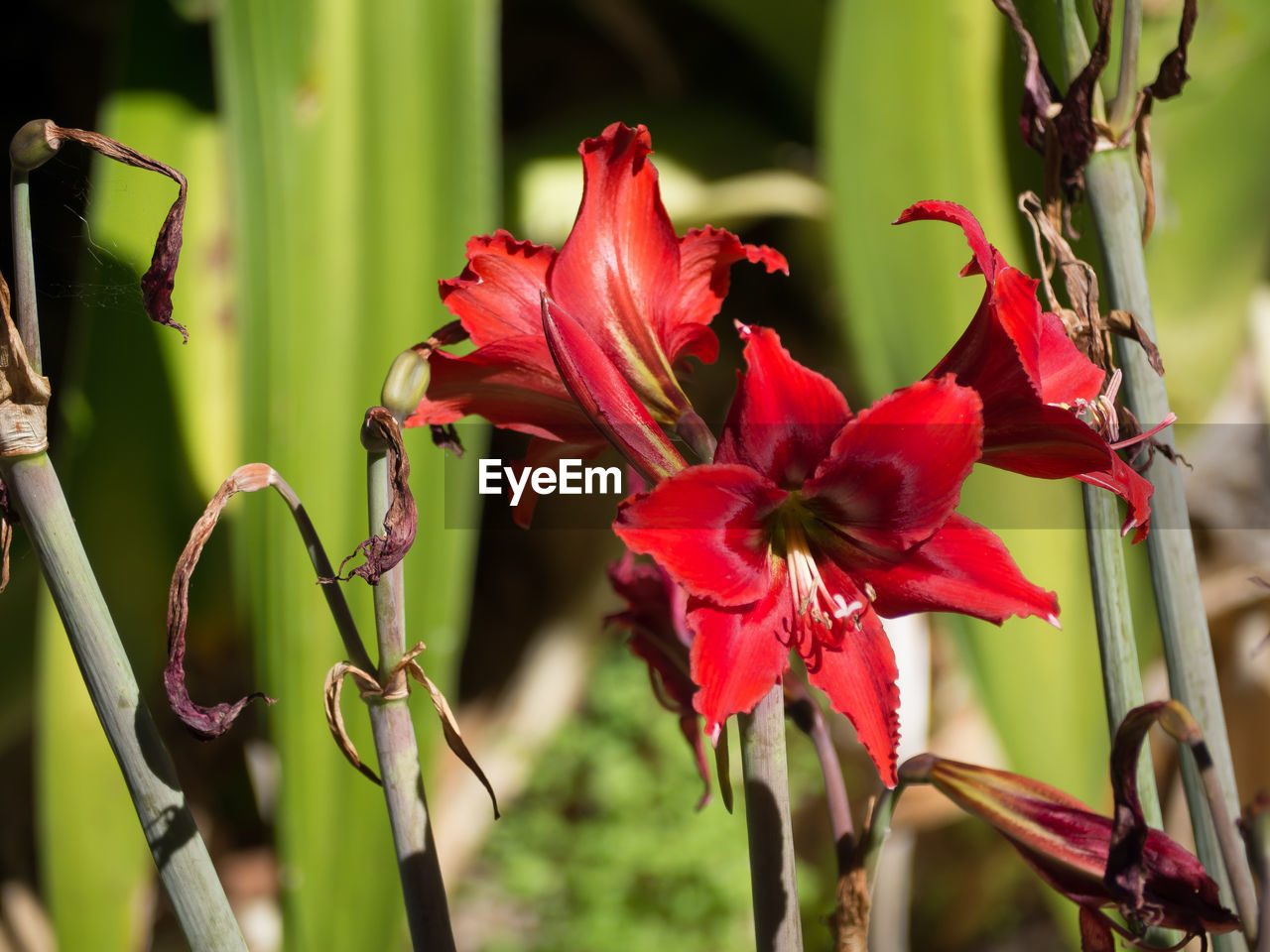 CLOSE-UP OF RED ROSE PLANT