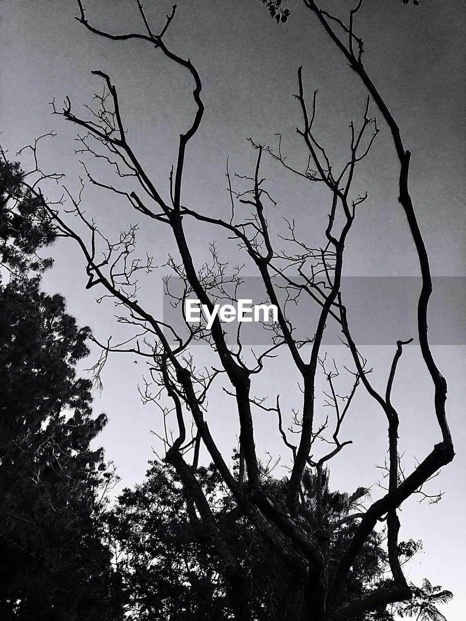 LOW ANGLE VIEW OF SILHOUETTE BARE TREES AGAINST SKY