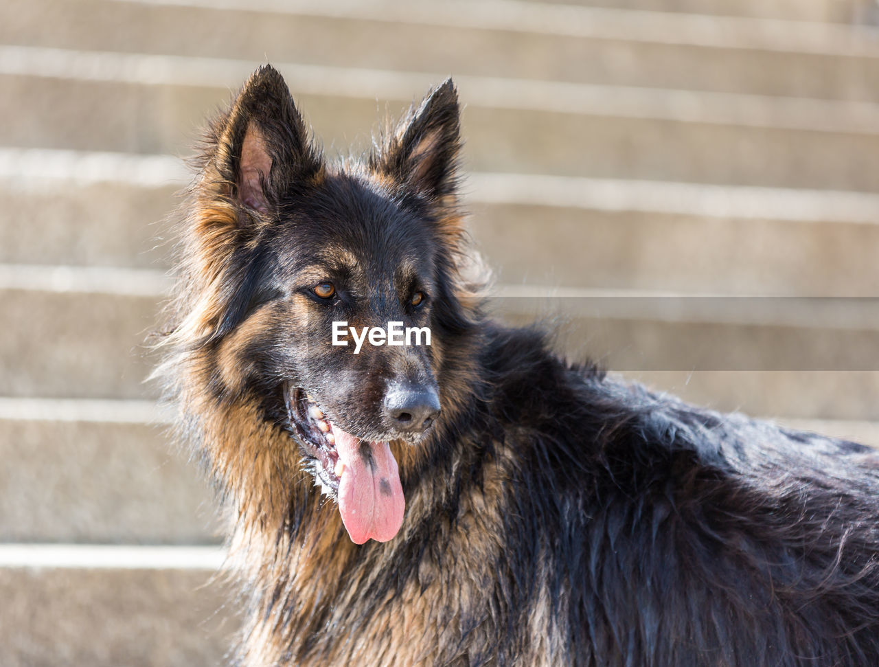 German shepherd sticking out tongue