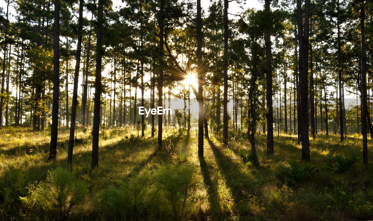 SCENIC VIEW OF TREES IN FOREST AGAINST BRIGHT SUN