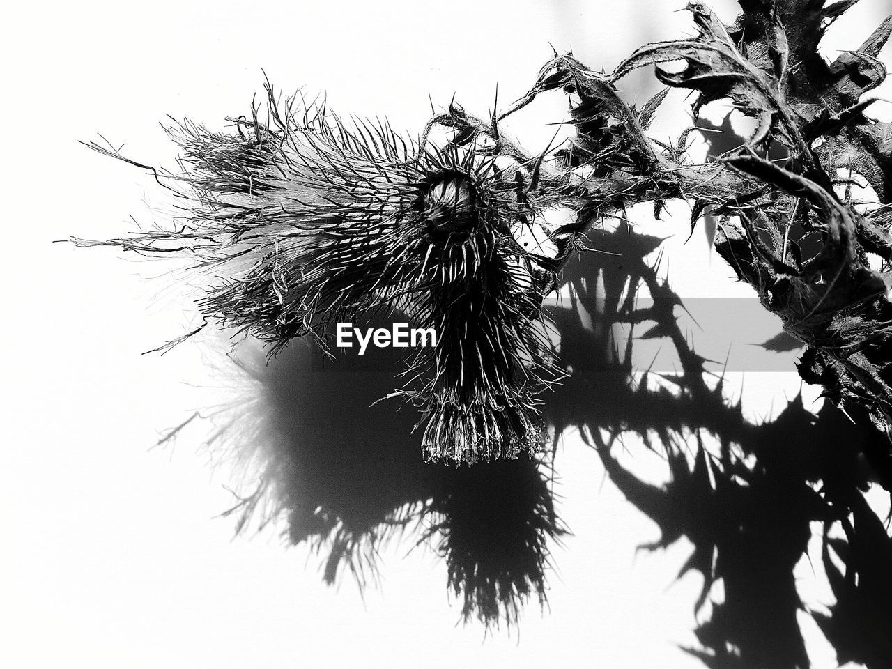 Low angle view of silhouette tree against clear sky