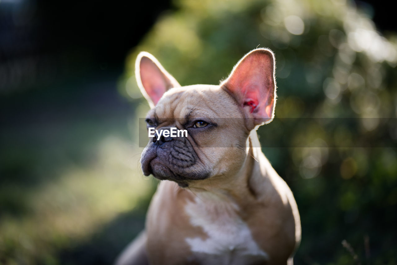 Close-up of a dog looking away