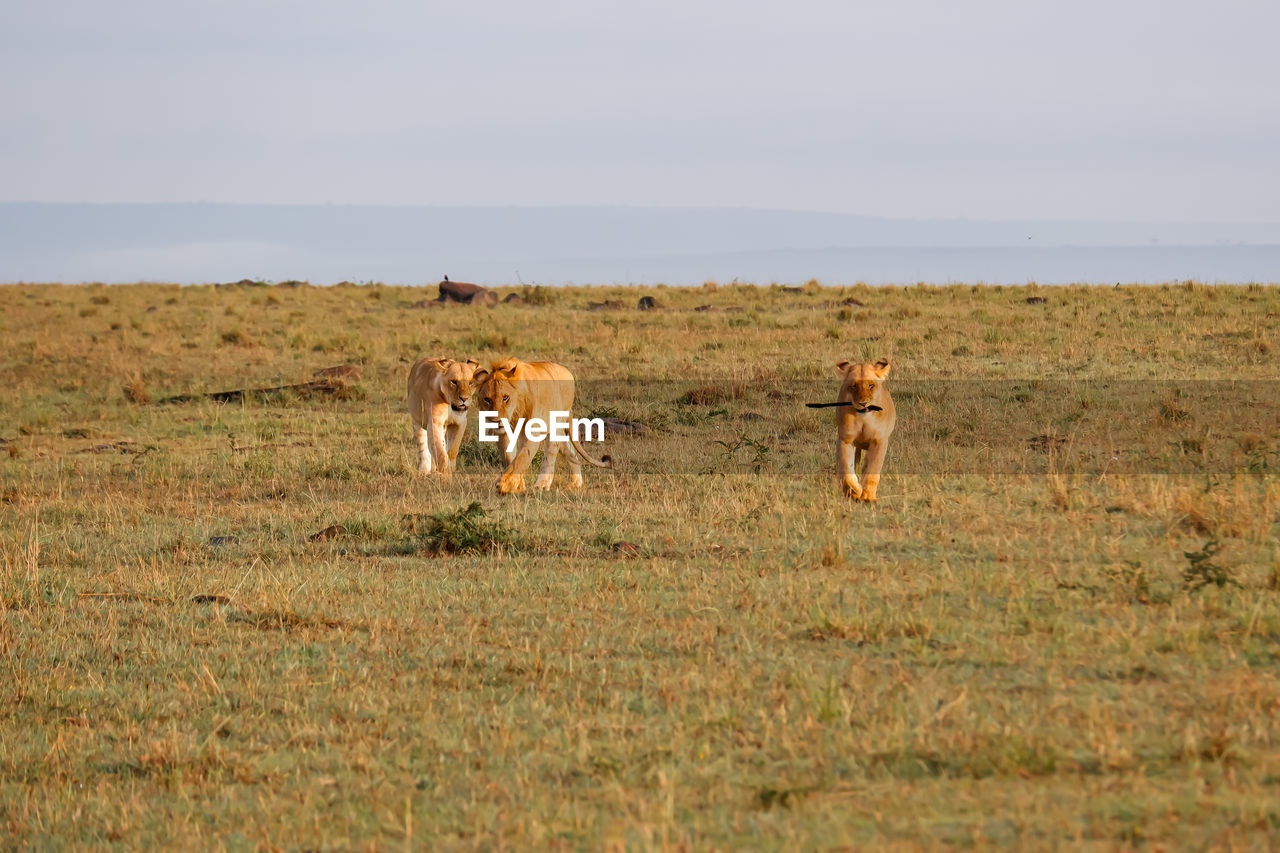 Several lions walk across the savanna in the maasai mara, kenya