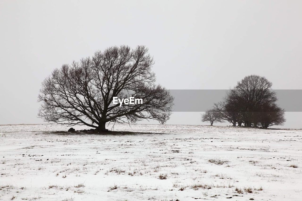 BARE TREES ON SNOW COVERED LAND