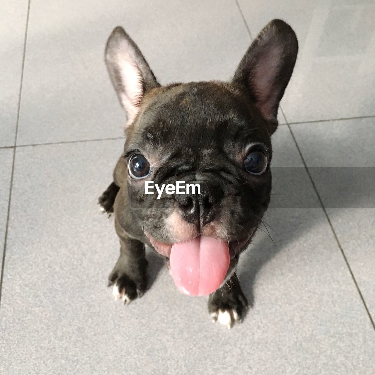 Close-up of french bulldog with tongue out