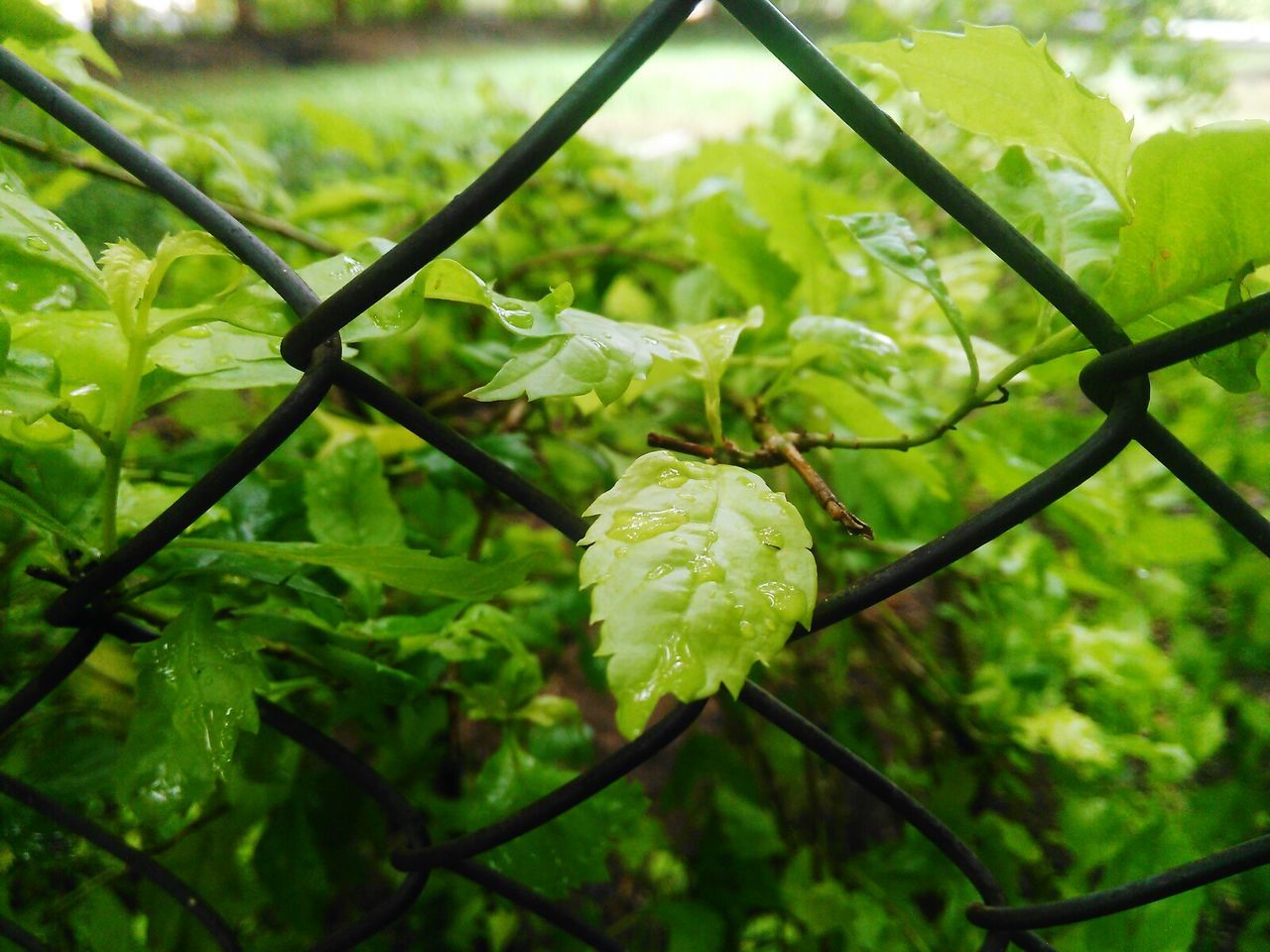 Close-up of chainlink fence against green plants