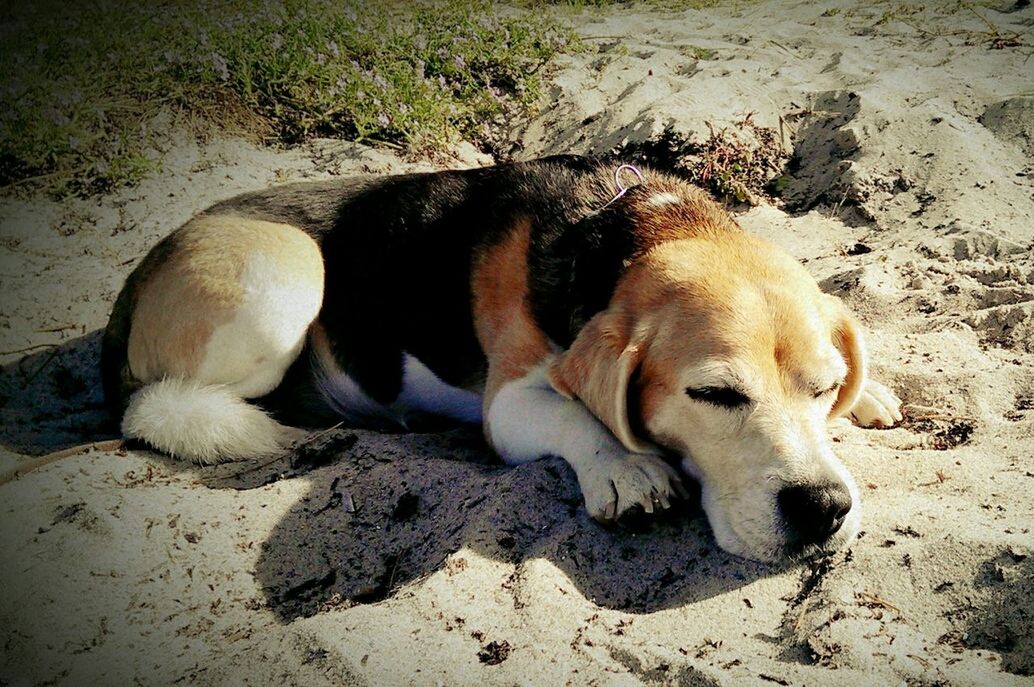 Dog lying on sand at beach