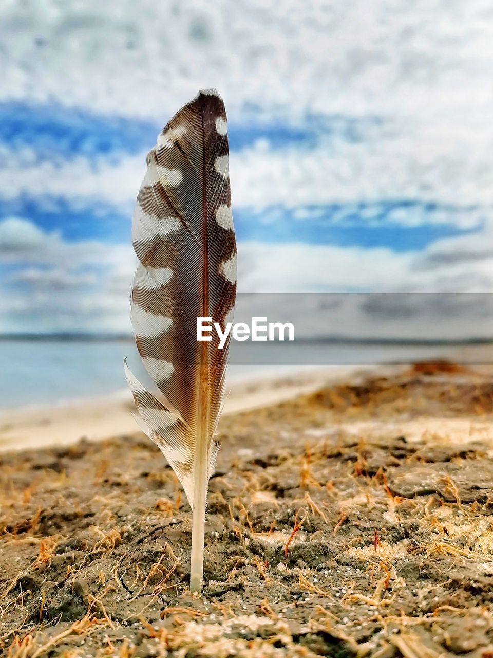 CLOSE-UP OF FEATHER ON BEACH AGAINST SEA