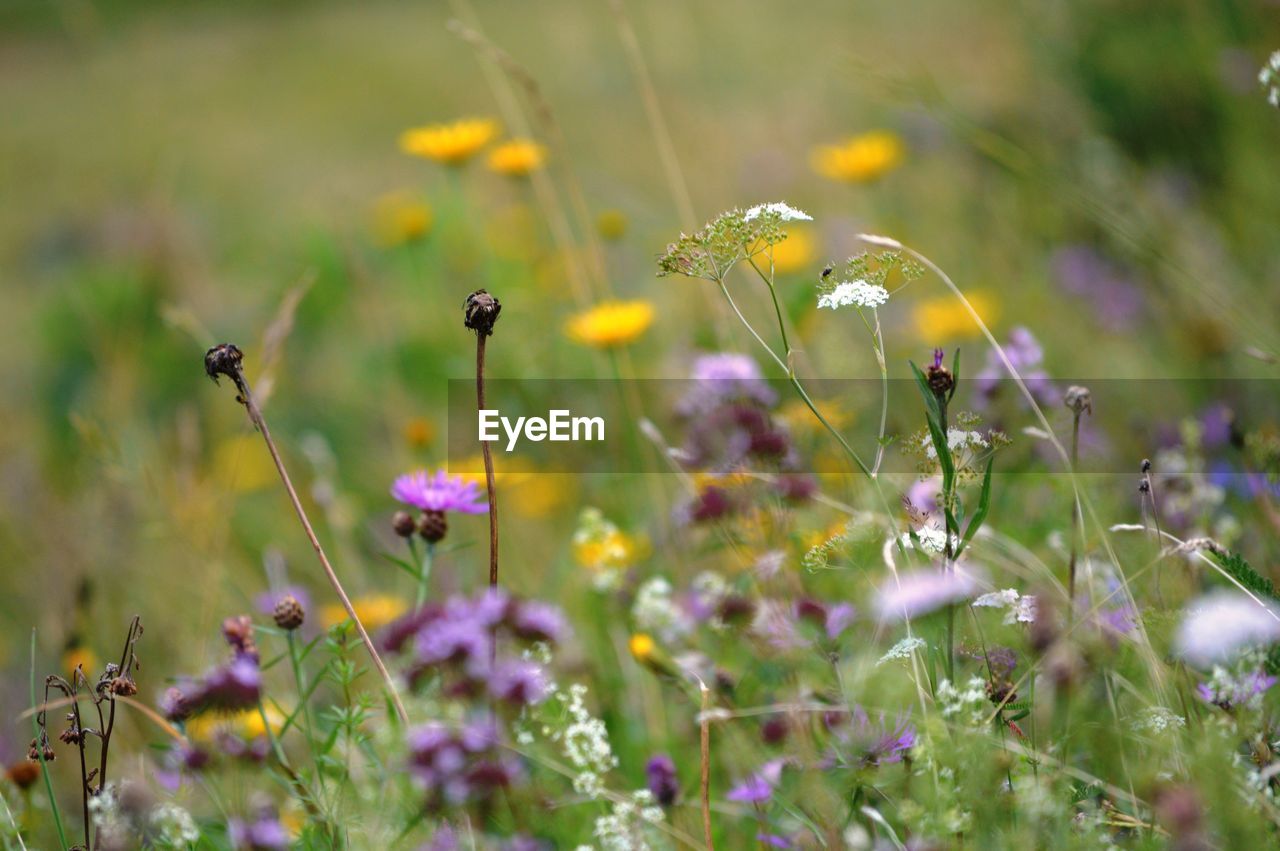 CLOSE-UP OF INSECT ON PURPLE FLOWERS