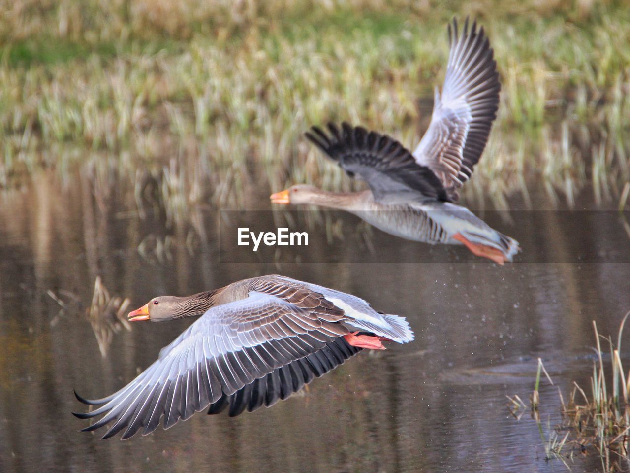 Geese flying over river