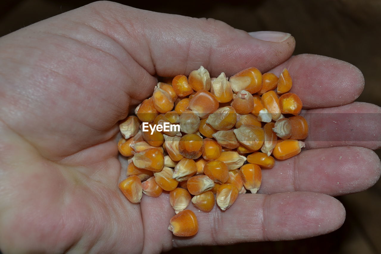 Cropped hand holding corn kernels
