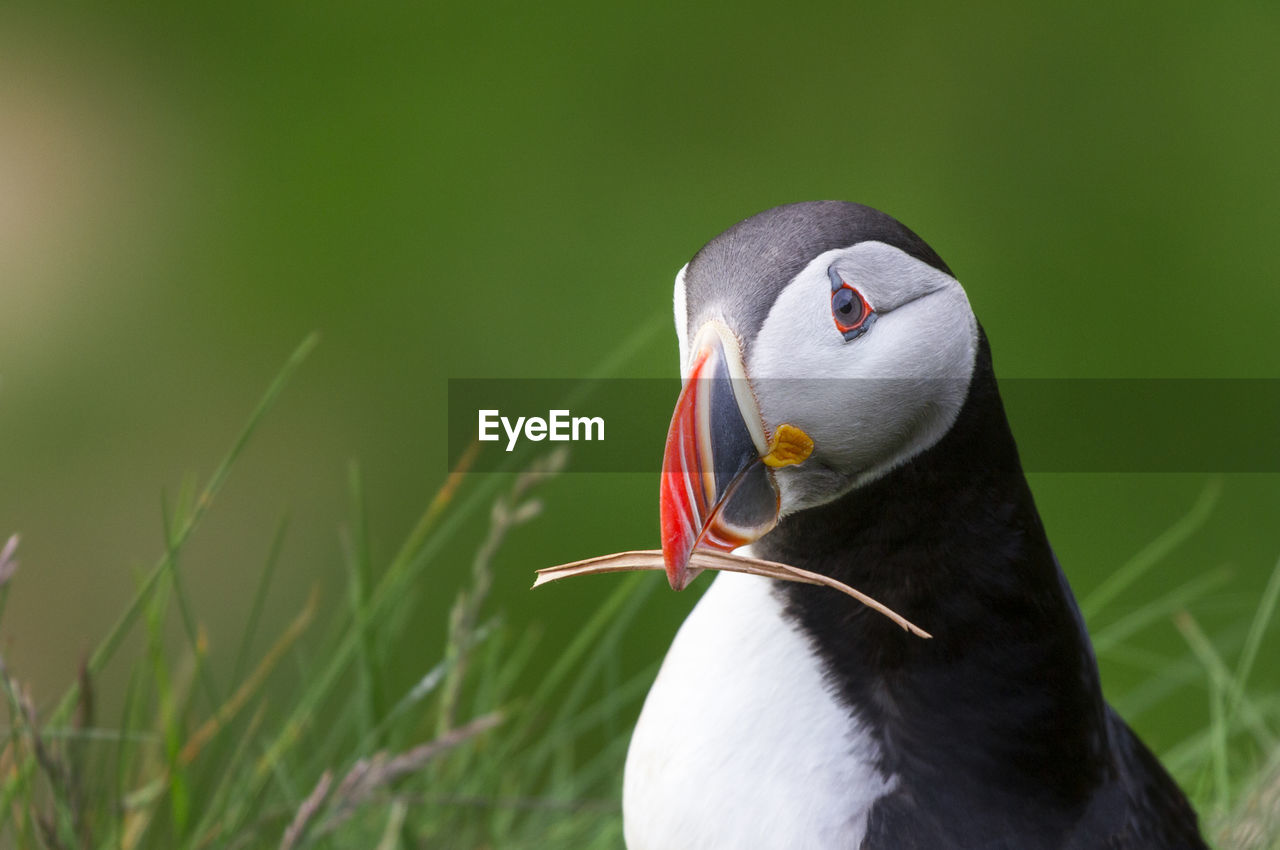 Close-up of puffin