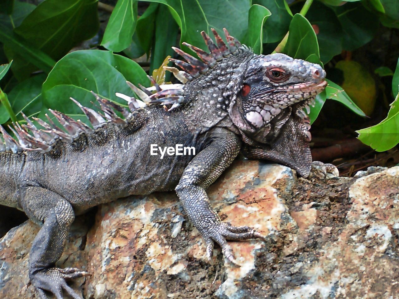 Close-up of lizard on rock