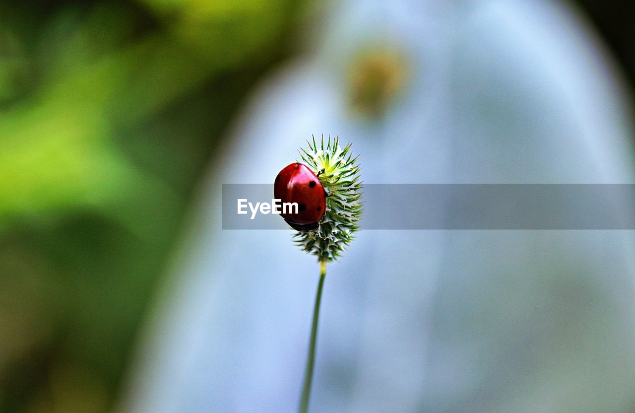 CLOSE-UP OF RED FLOWER ON GREEN PLANT