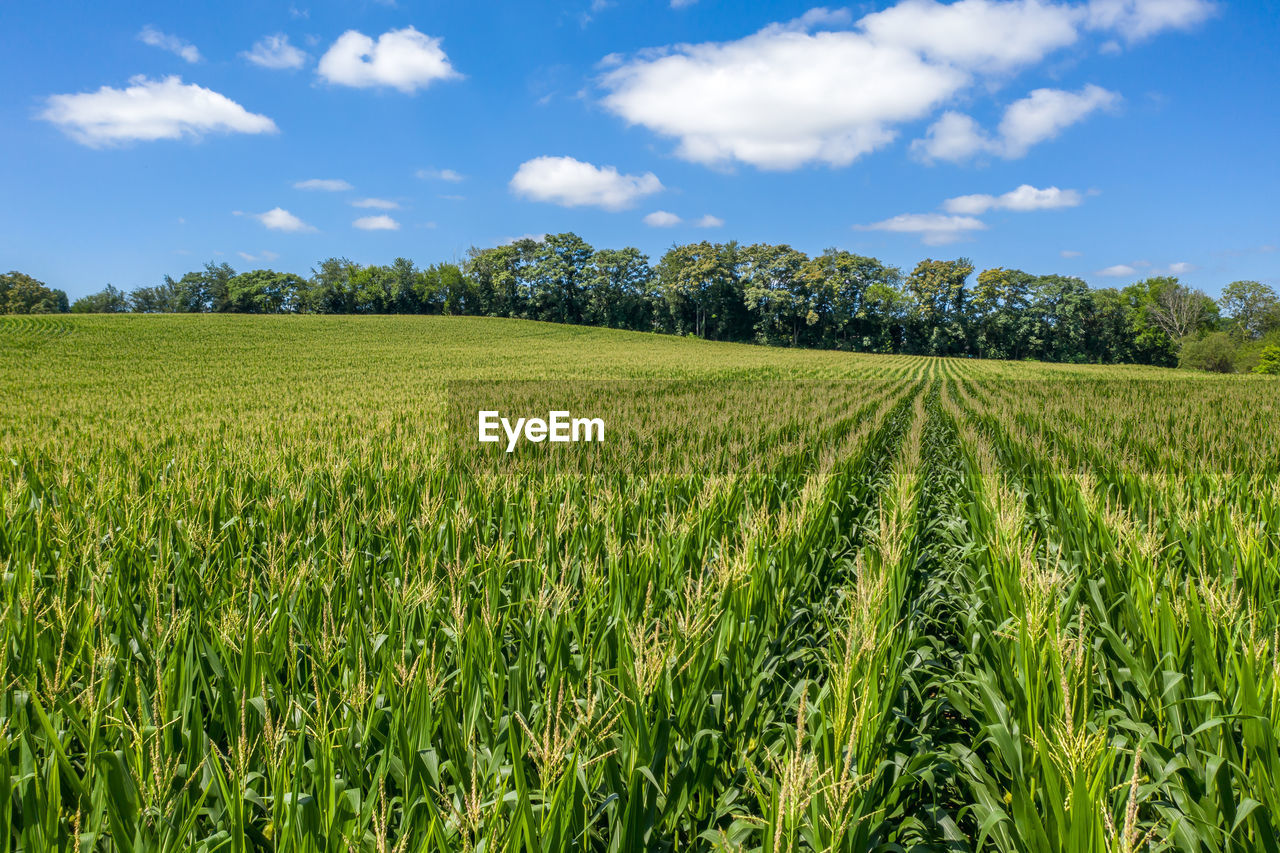 Scenic view of agricultural field against sky