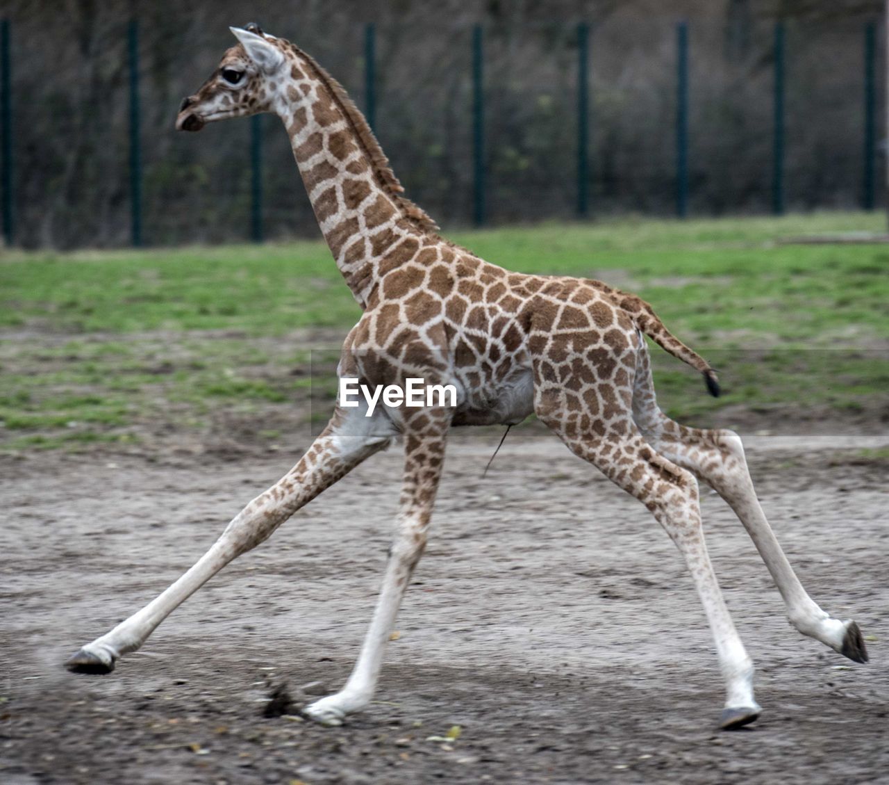 GIRAFFE IN THE ZOO