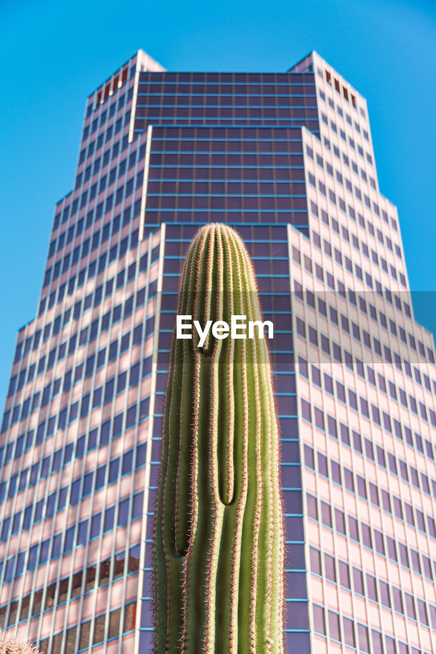 Saguaro lined up with the highest building in tucson