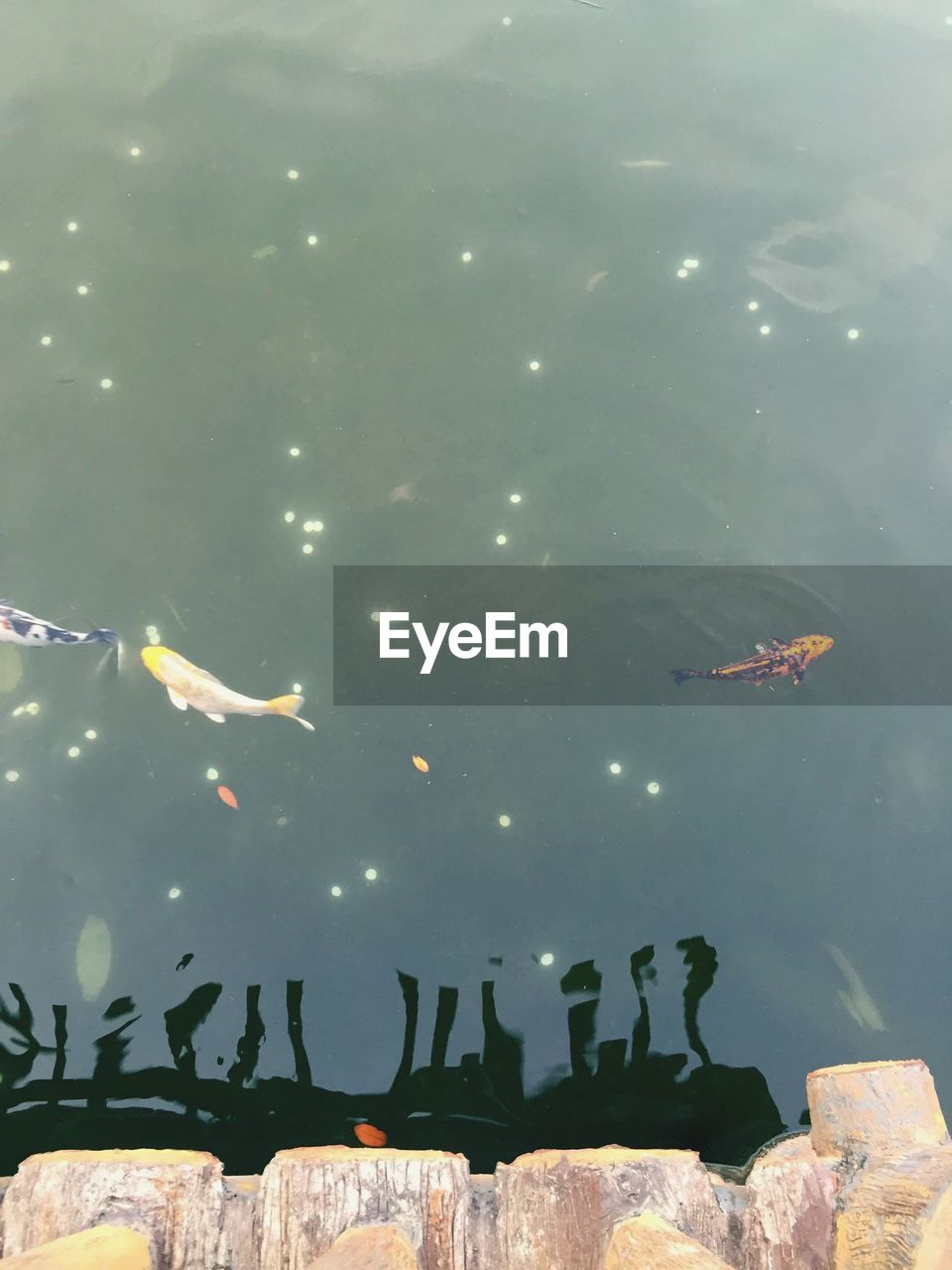 High angle view of koi carp fish swimming in pond