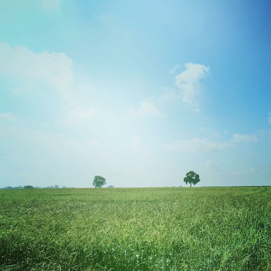 Scenic view of landscape against clear sky