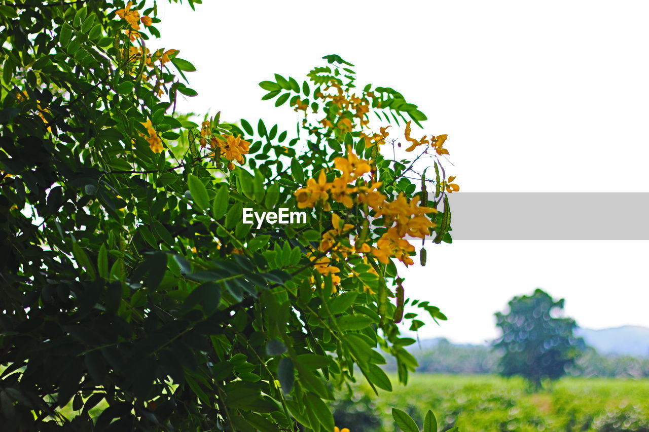 LOW ANGLE VIEW OF PLANTS GROWING IN FIELD AGAINST SKY