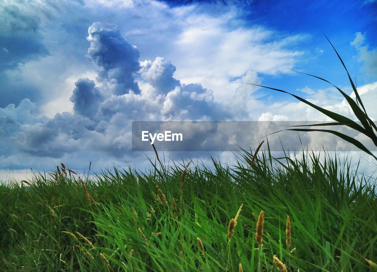 View of grassland against clouds