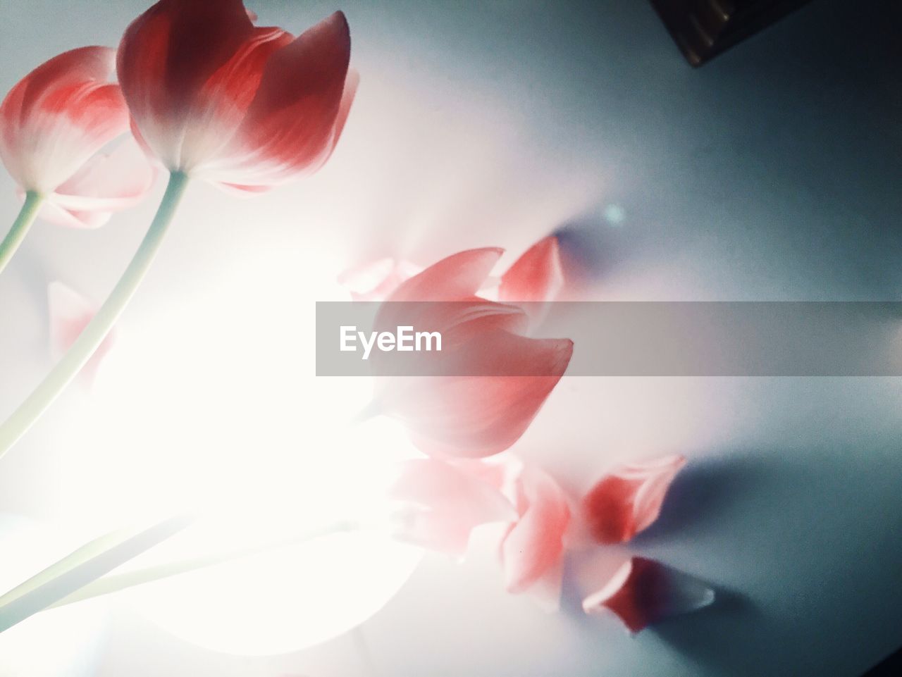 Directly above shot of tulips with illuminated lamp on table